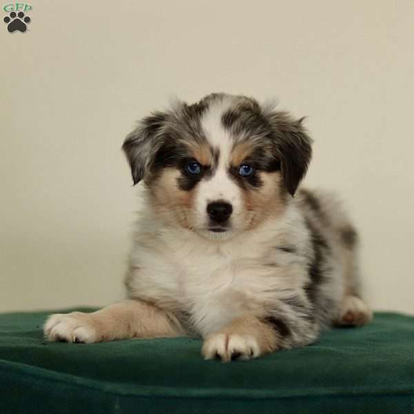 Hunter, Miniature Australian Shepherd Puppy
